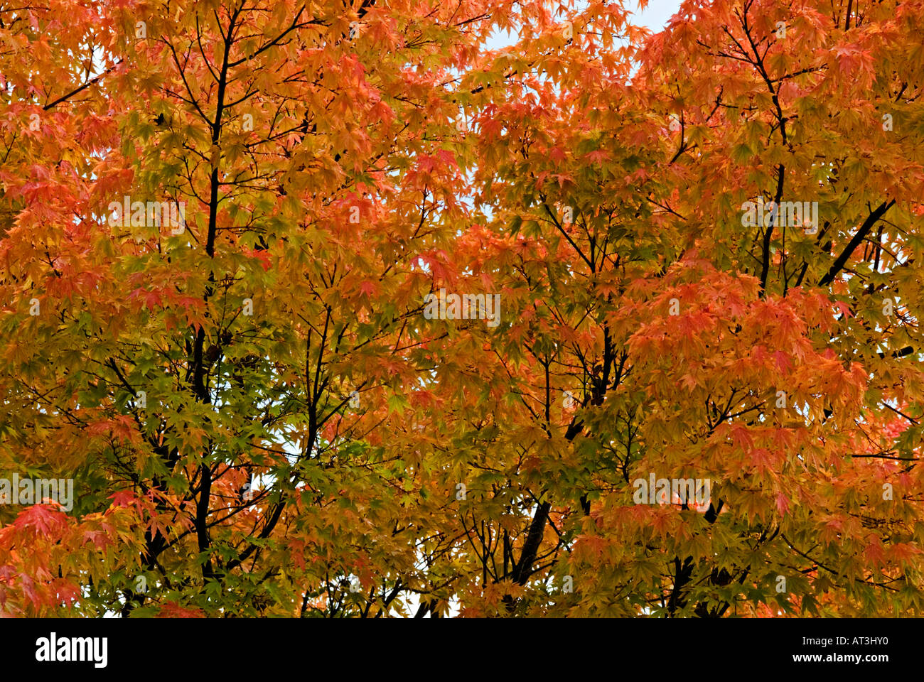 Vibrant coloured foliage on young trees Stock Photo