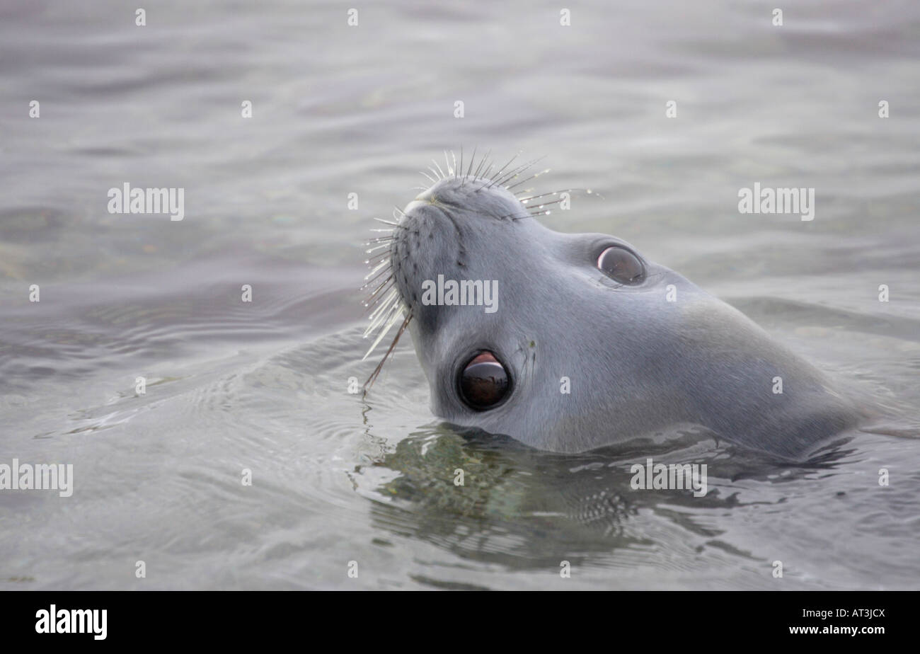 Weddell Seal in Antarctica Stock Photo