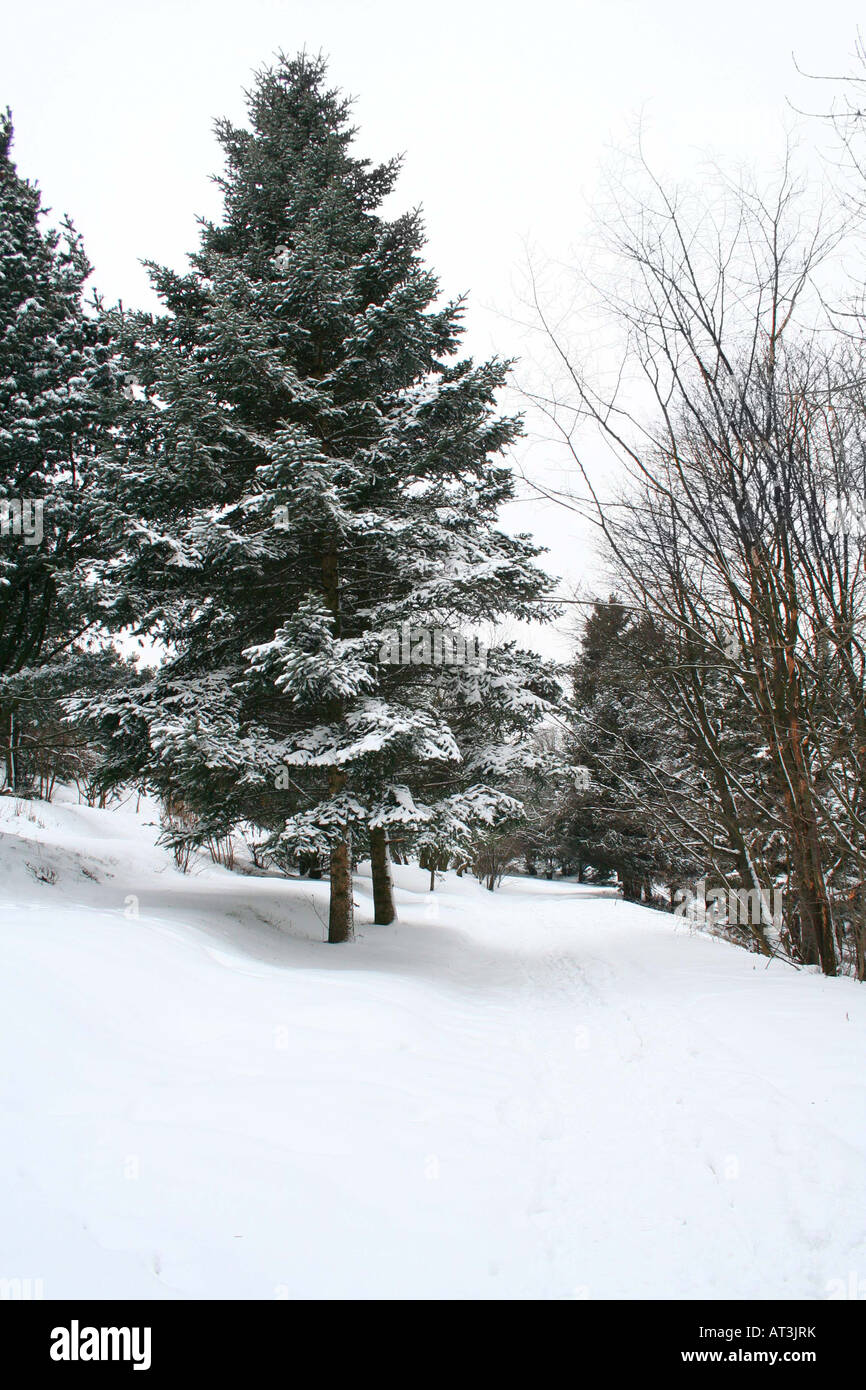 Winter landscape in the forest Stock Photo - Alamy