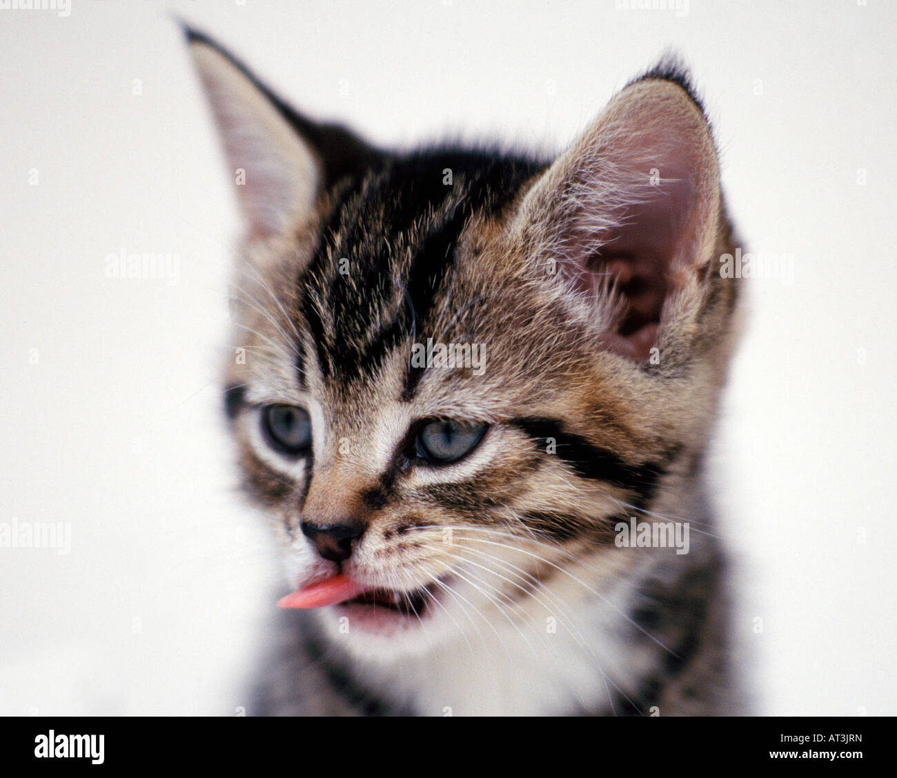 Young Kitten LIcking her Lips Stock Photo
