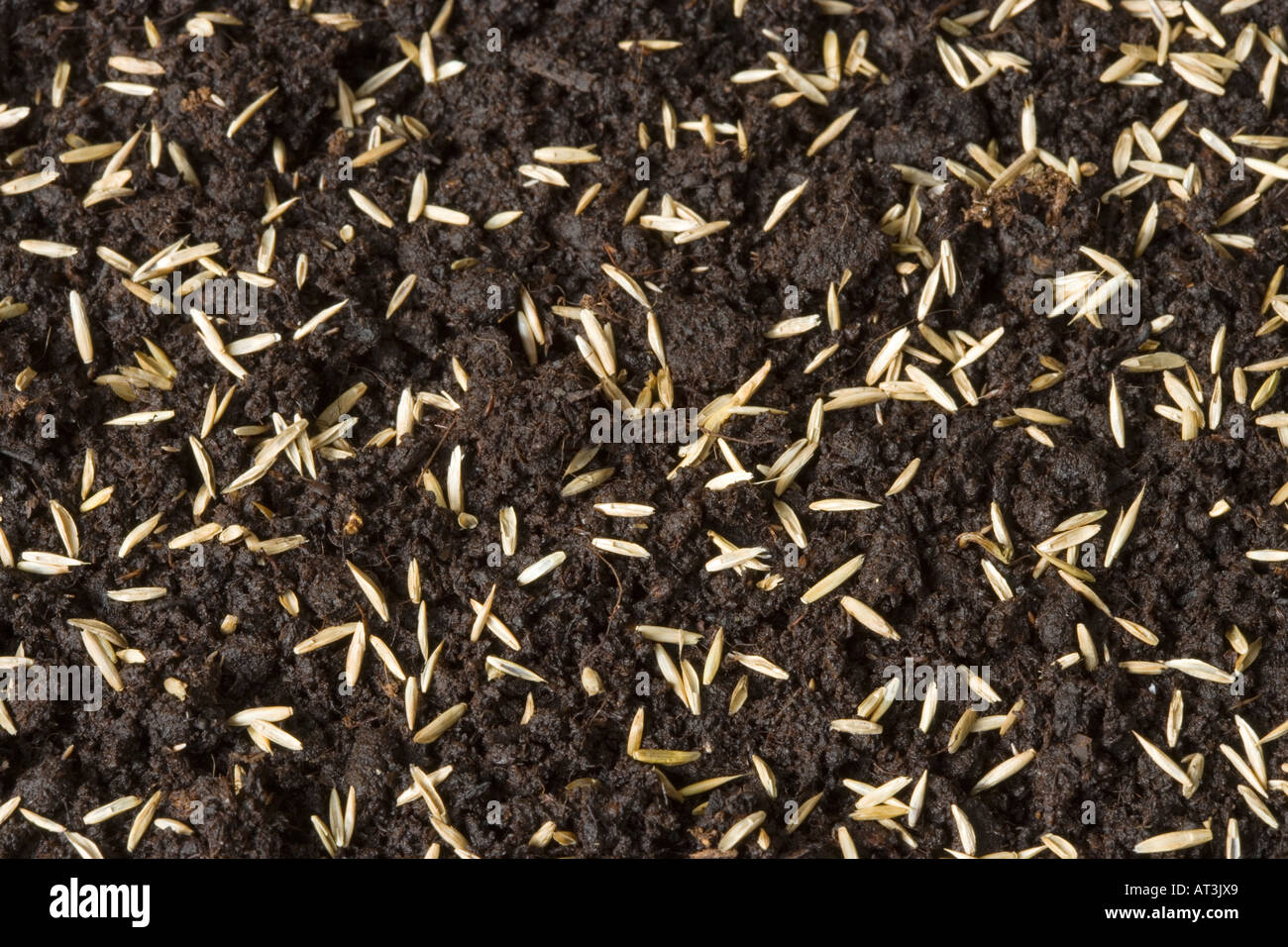 Sown grass seed Stock Photo