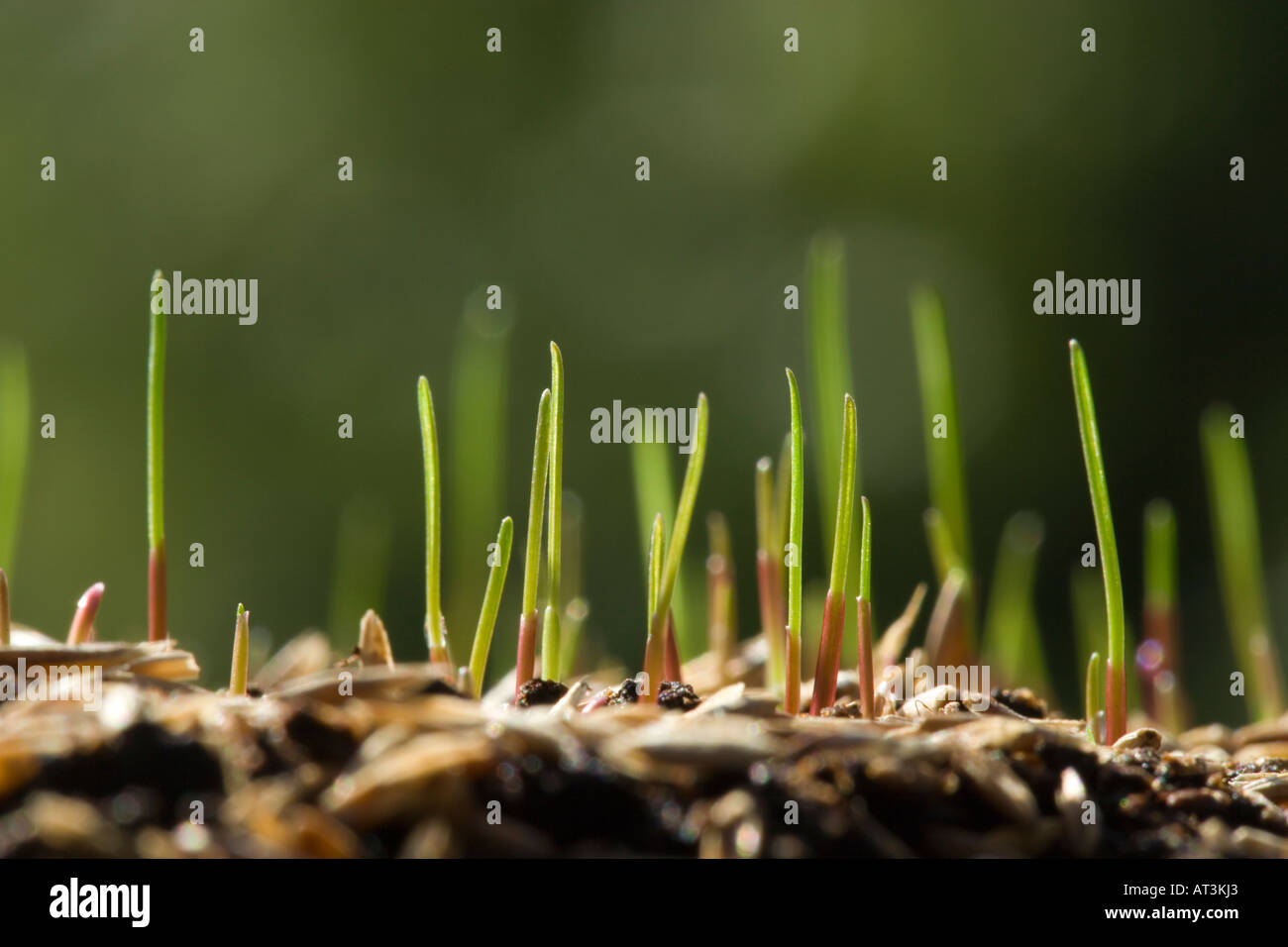 Grass seed germinating Stock Photo Alamy