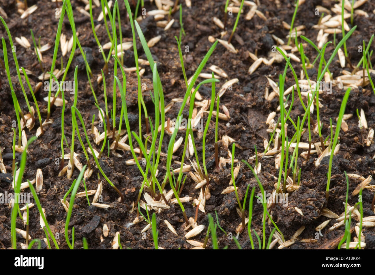 Grass seed germinating lawn hires stock photography and images Alamy
