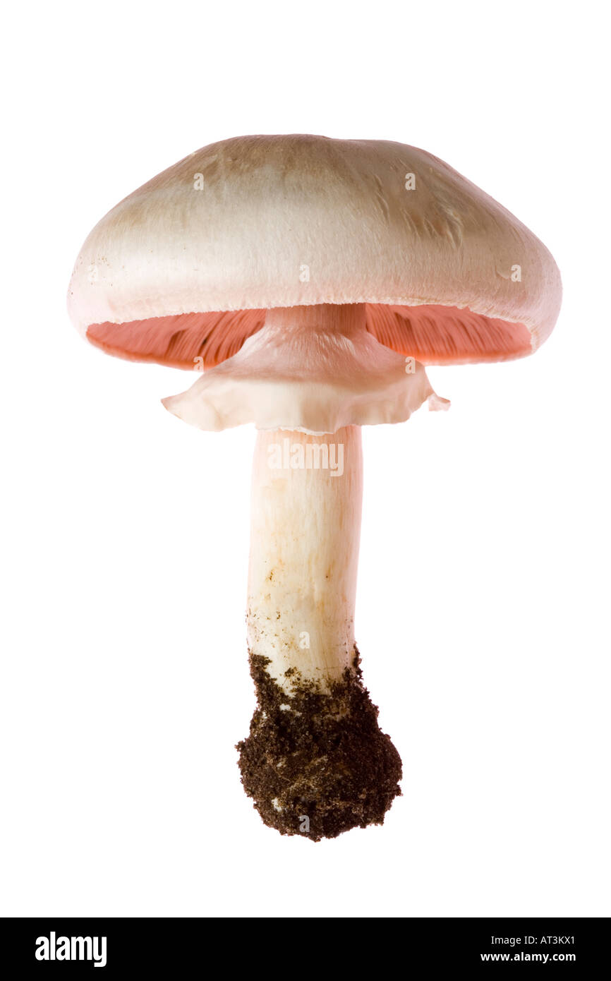 Horse mushroom Agaricus arvensis Stock Photo