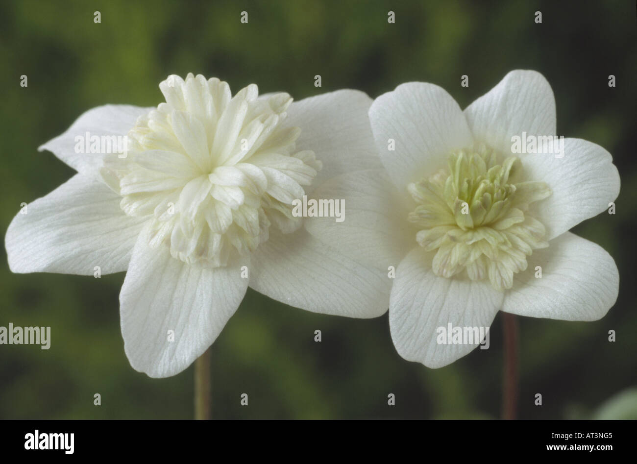 Anemone nemorosa 'Vestal' AGM (Windflower, Wood anemone) Close up of two white cream double