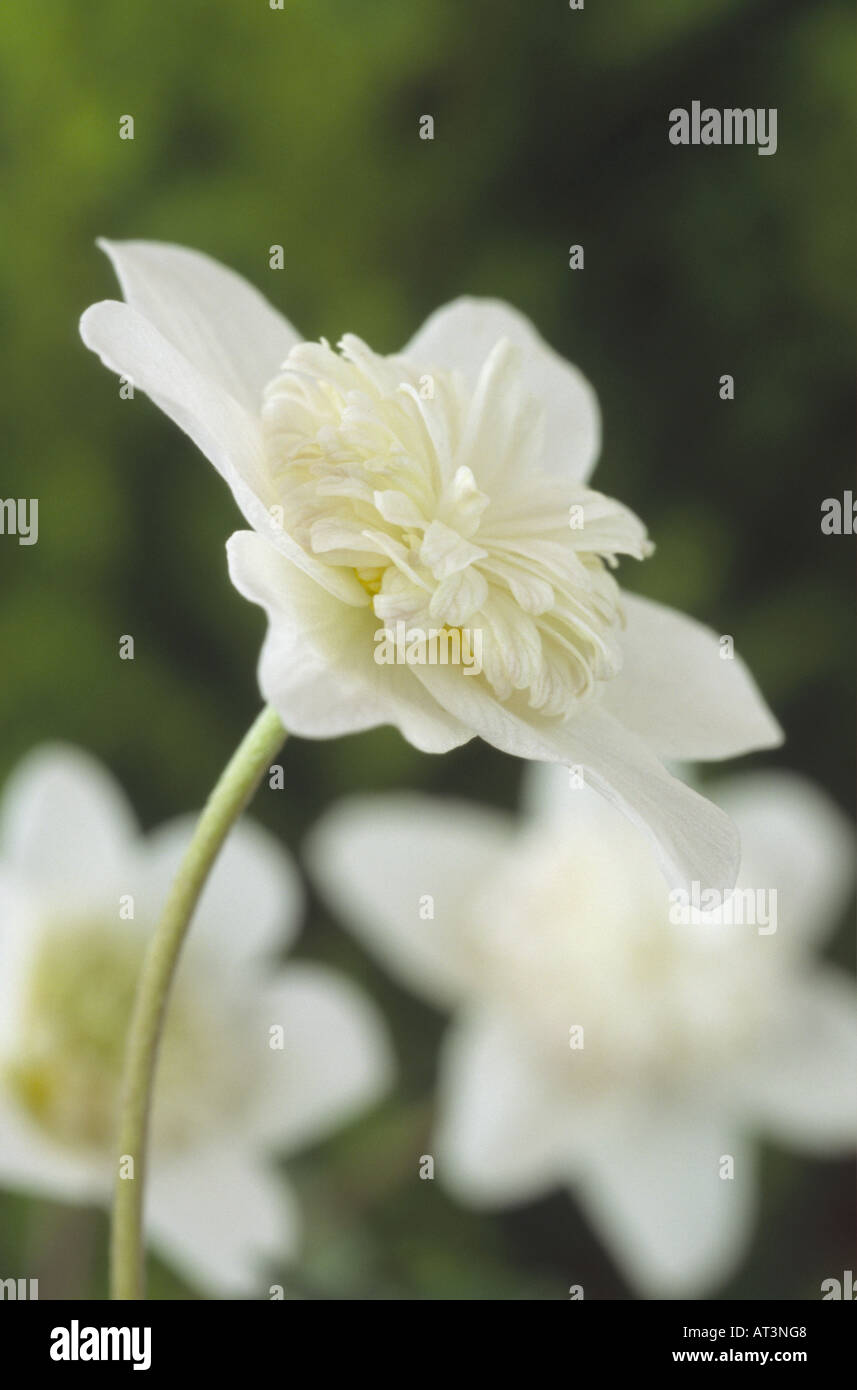 Anemone nemorosa 'Vestal' AGM (Windflower, Wood anemone) Close up of