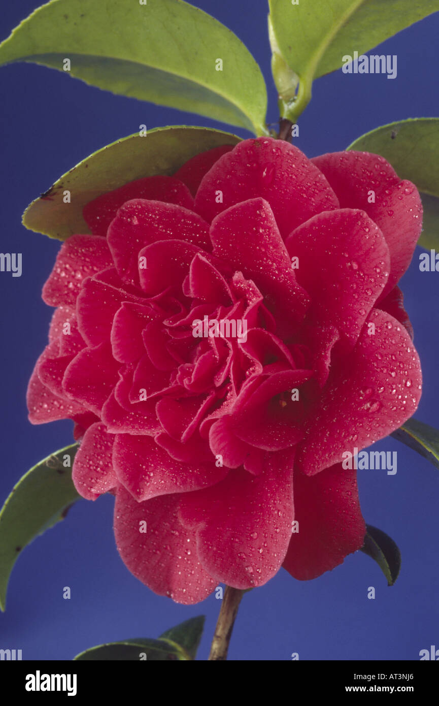 Camellia japonica 'Blood of China' Red flower with water drops against blue background. Stock Photo