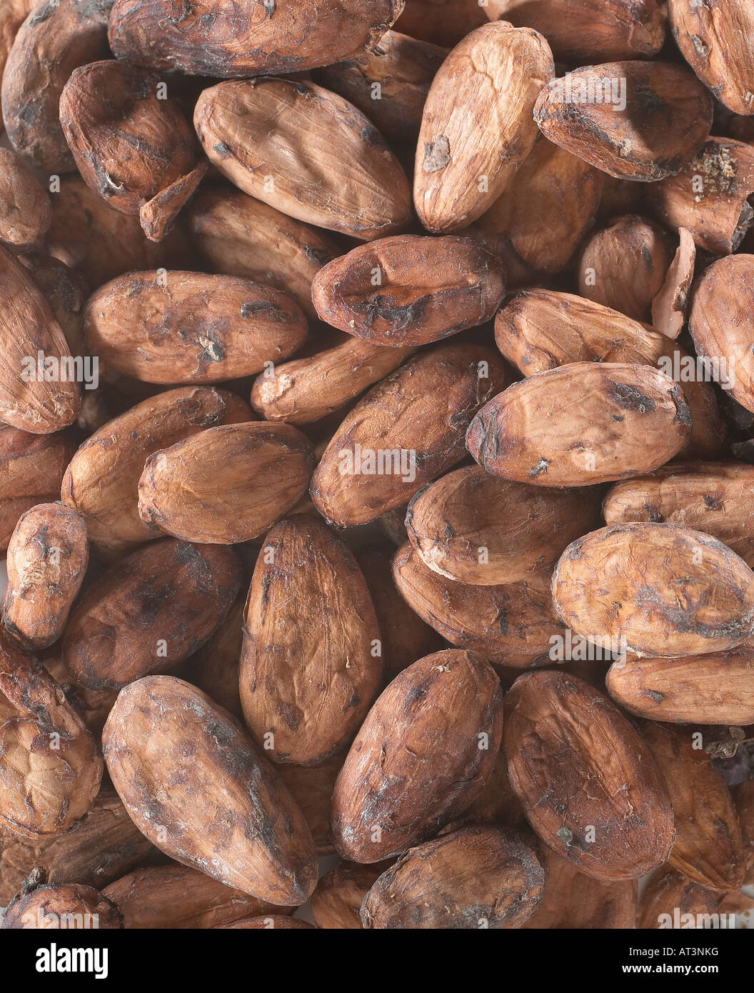 Cocoa Beans Close Up Detail Studio Still Life Stock Photo