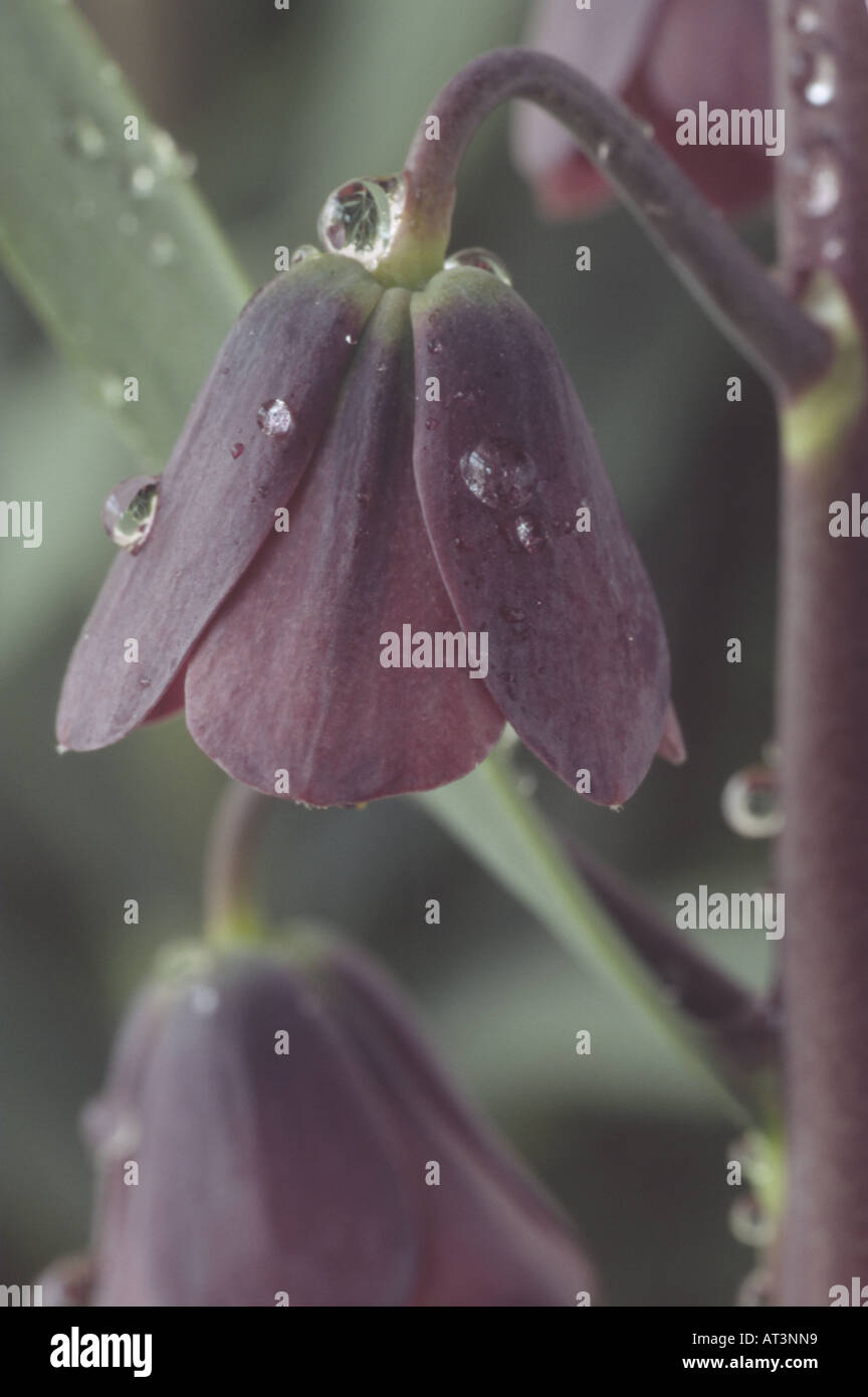 Fritillaria persica 'Senkoy' (Fritillary) Close up of flower with water drops on raceme. Stock Photo