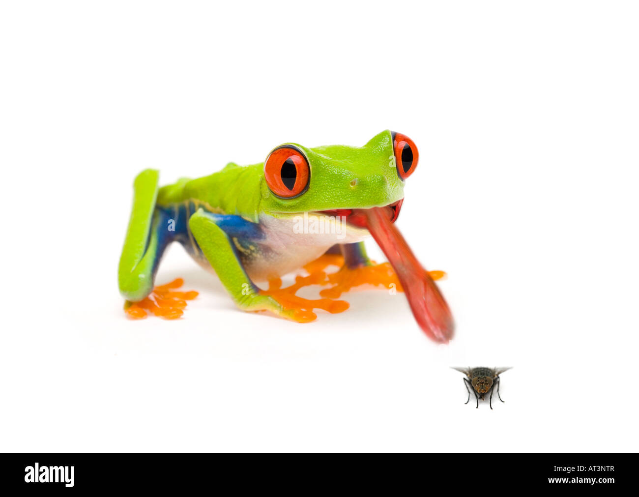 Frog catching fly with tongue Stock Photo
