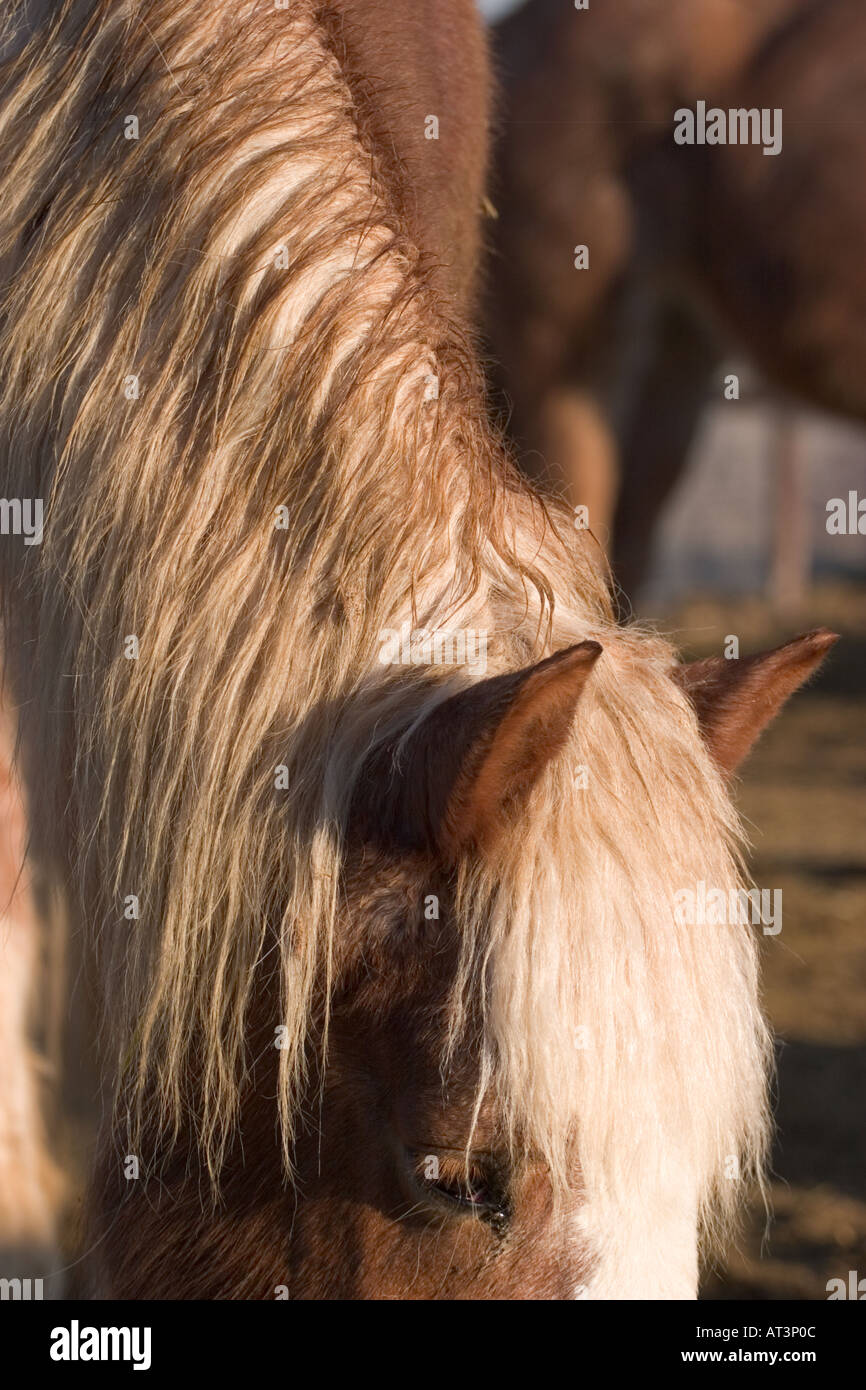 Horse hair pattern hi-res stock photography and images - Alamy