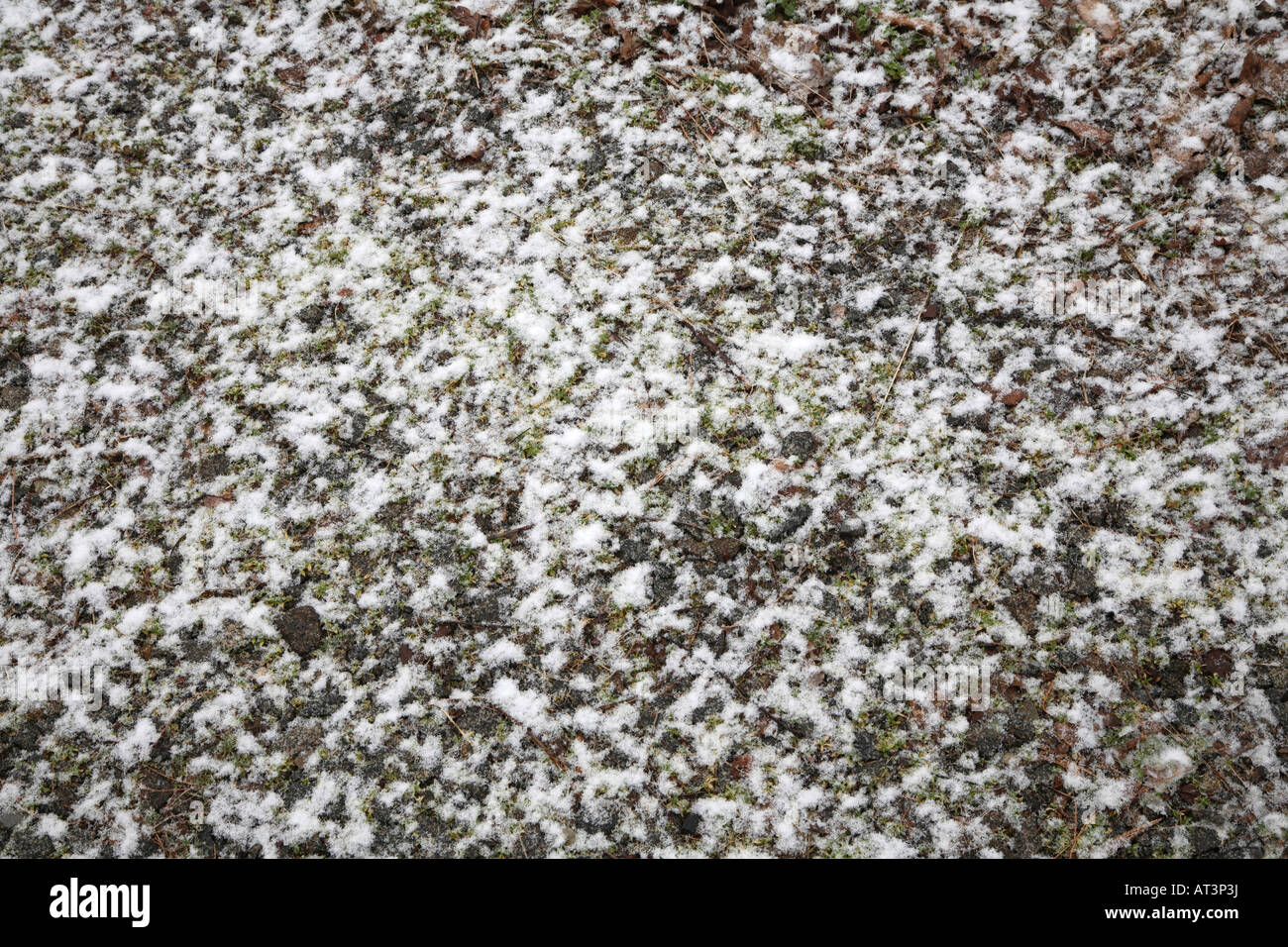 Clumps of large fluffy snowflakes partially covering lawn of green grass Stock Photo