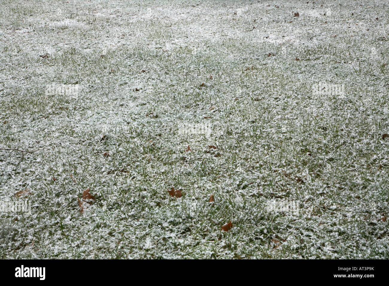 Grass lawn with few maple leaves and light covering of large snowflakes Stock Photo