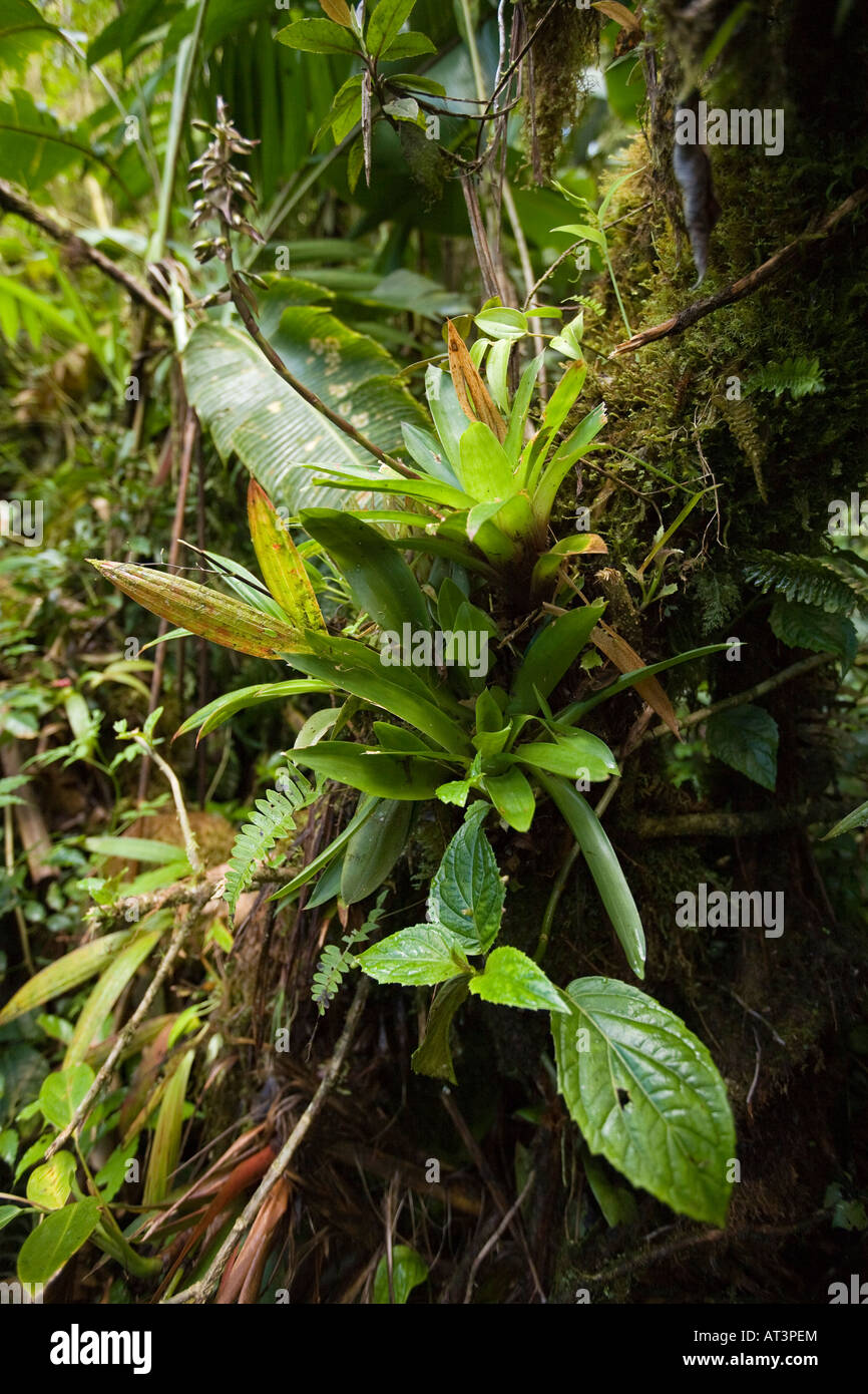 Costa Rica Santa Elena two bromeliads growing on mossy cloud forest tree trunk Stock Photo