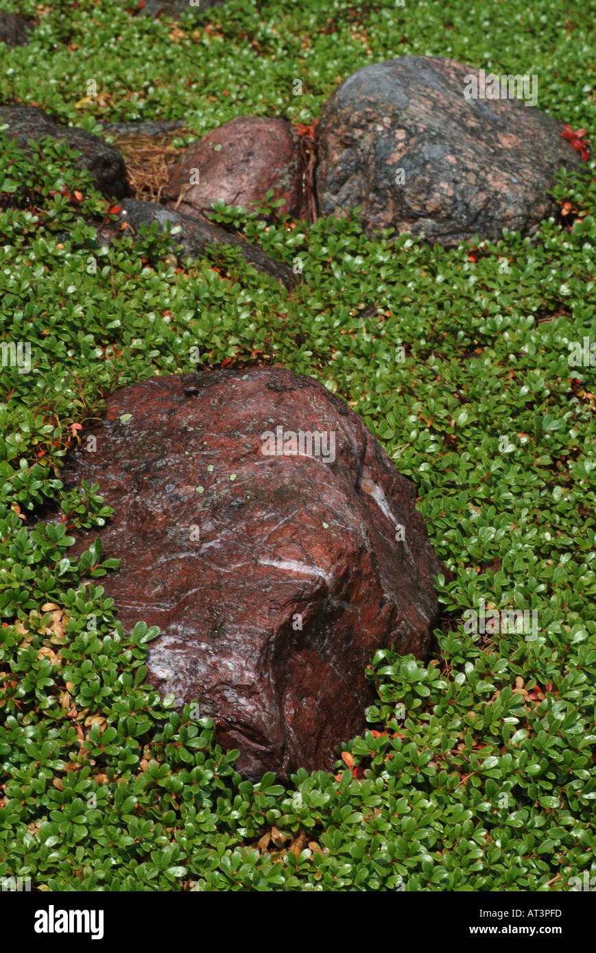 Vegetation Under Rocks Covering plants hi-res stock photography and images - Alamy