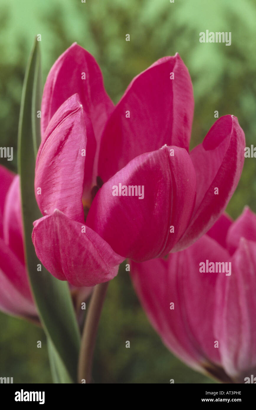 Tulipa humilis Violacea Group black base. Division 15 Miscellaneous Tulip. Close up of pinkish purple flower. Stock Photo