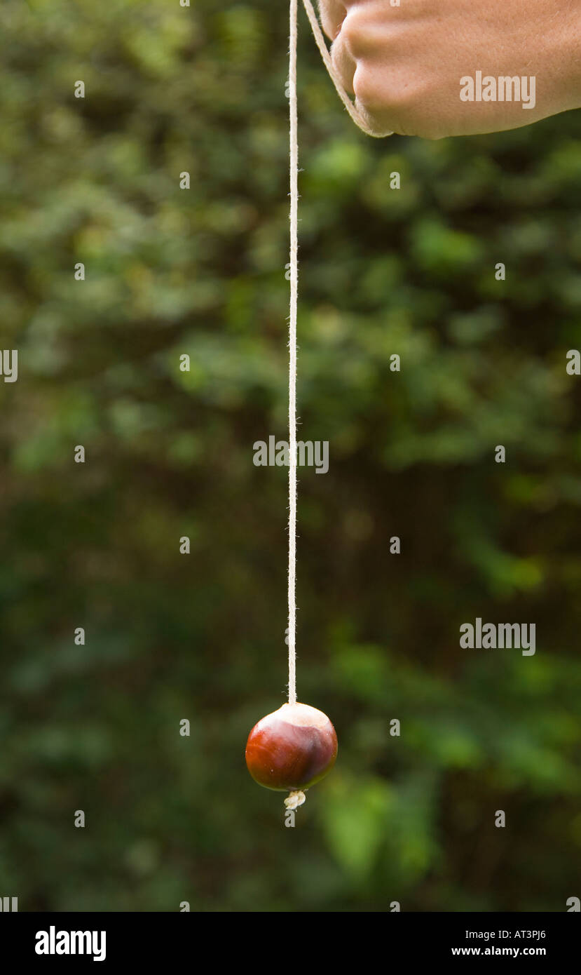 Conker on string prepared to fight.A traditional english game or Stock