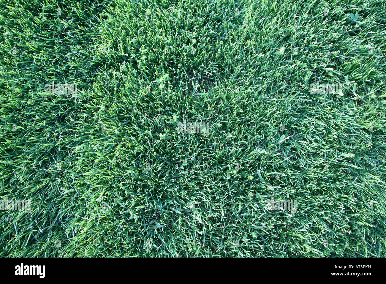 Low cut thick grass with very few weeds. Mixture of blue grass, rygrass