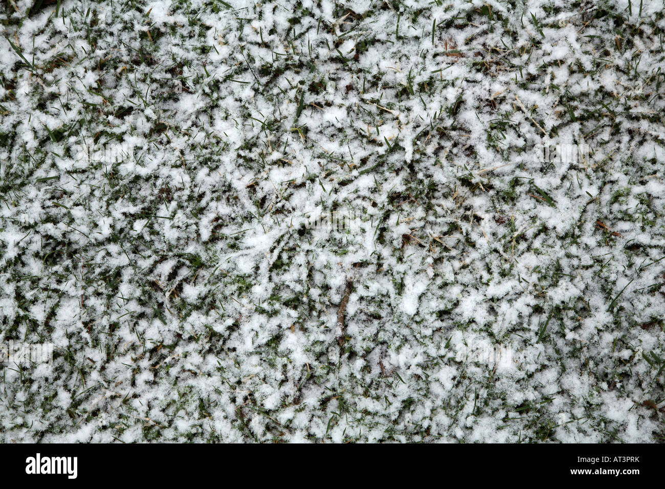 Patch of short lawn grass partially covered with large white snowflakes. Stock Photo
