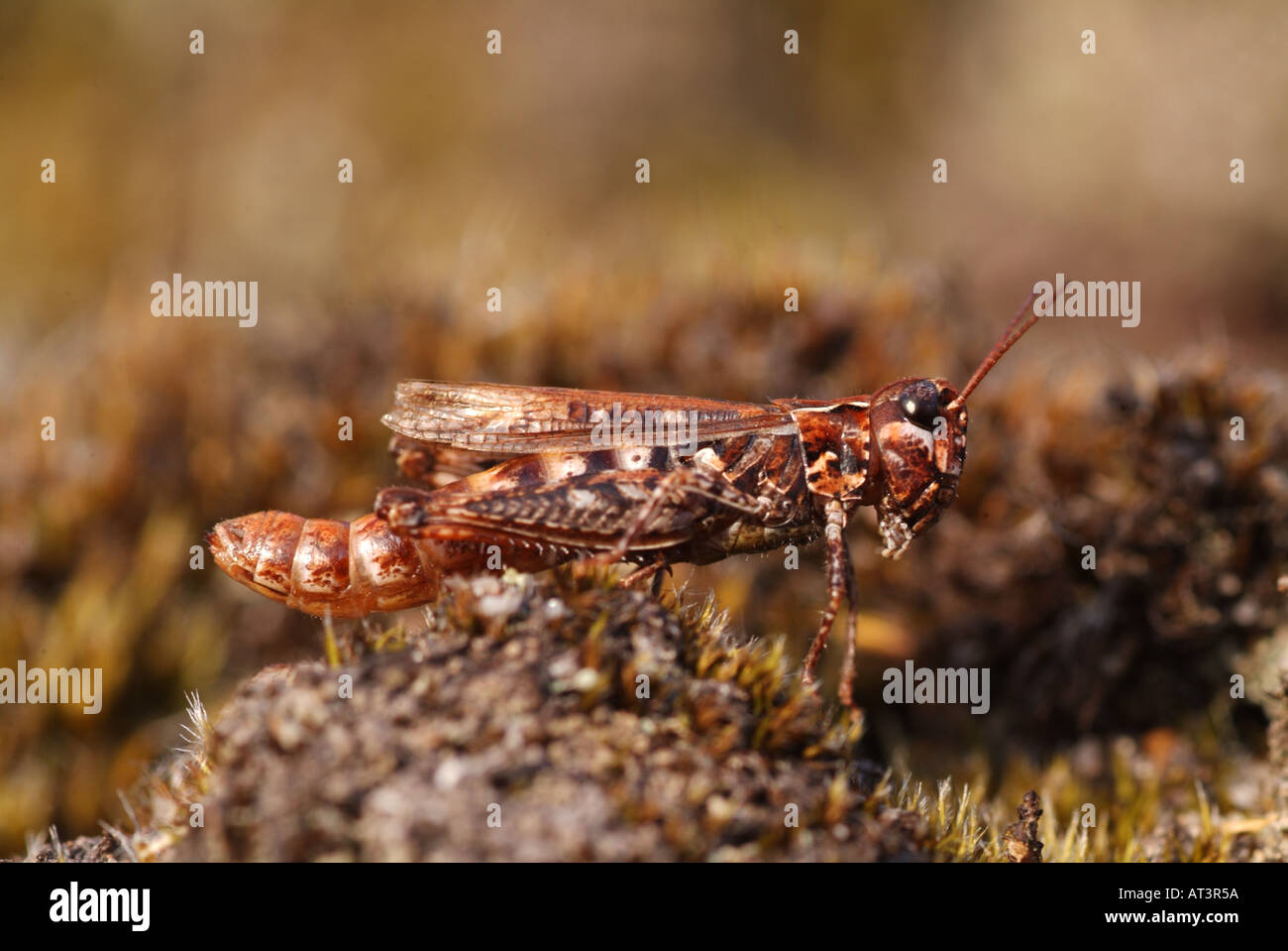 Mottled Grasshopper (Myrmeleotettix maculatus) Stock Photo