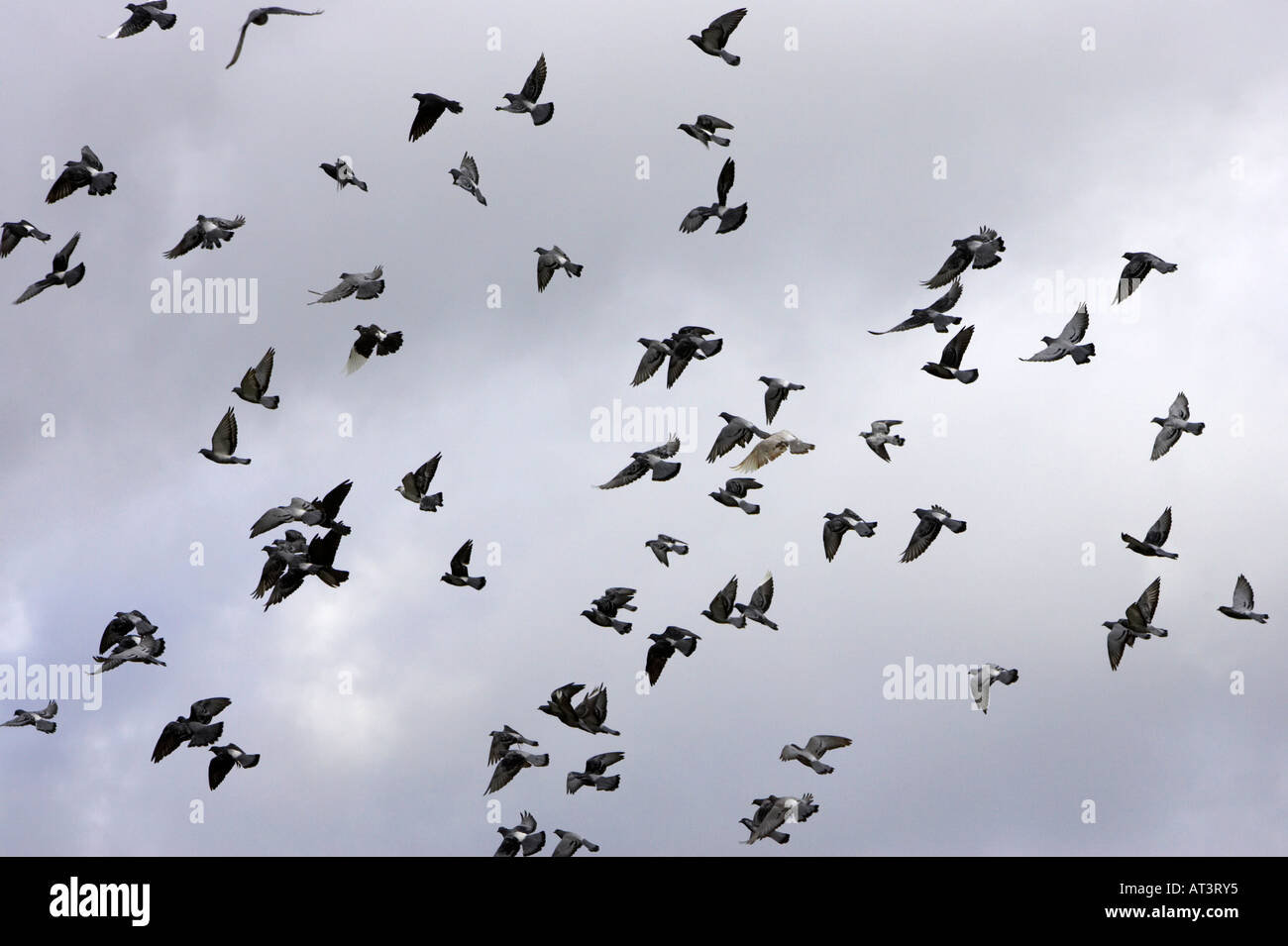 flock of pigeons flying overhead against grey cloudy sky in Belfast City Centre Stock Photo