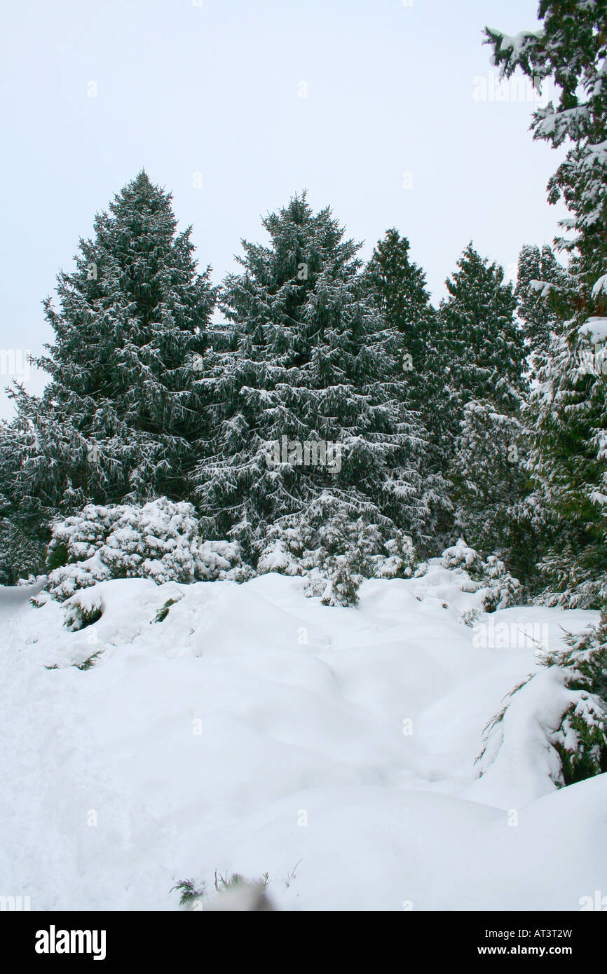 Winter landscape in the forest Stock Photo - Alamy