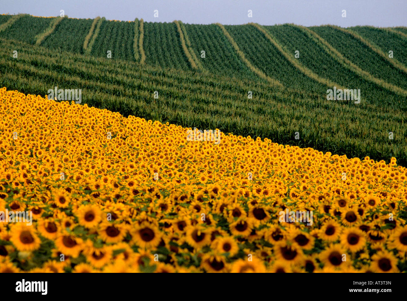 Mixed farming in limagne. France Photo - Alamy