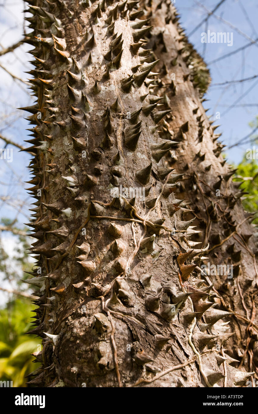 Costa Rica Quepos Manuel Antonio protective spikes on trunk of Pochote