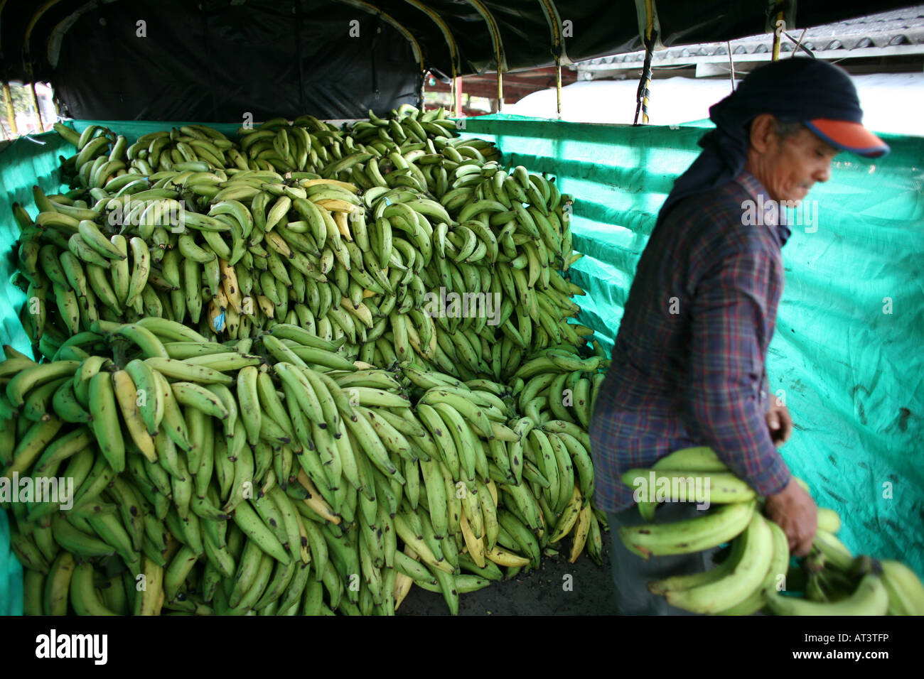 Bananas are wellknown export products of Colombia Stock Photo Alamy