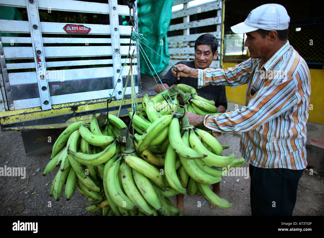Bananas are wellknown export products of Colombia Stock Photo Alamy