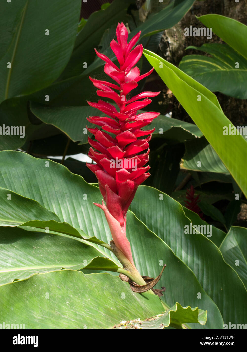 Costa Rica Dominical flora the Ginger Lily red tropical flower Stock Photo