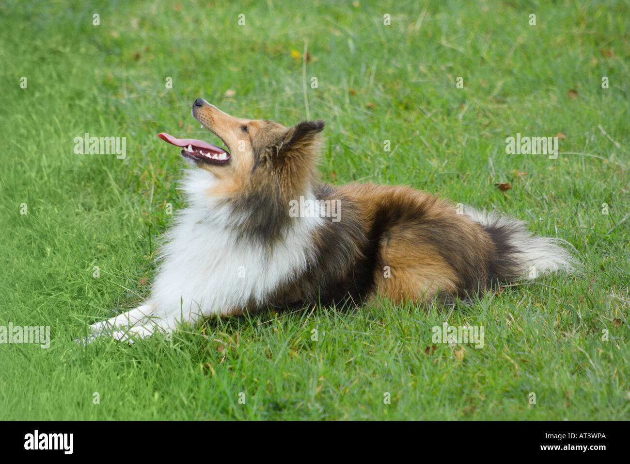 Stock Image of a Shetland Sheepdog or Sheltie Lying Down taking a rest ...