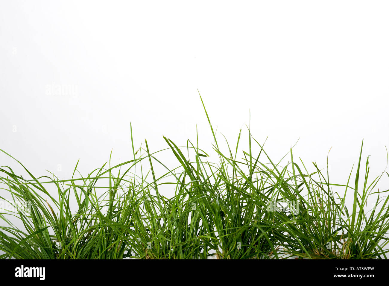 green grass detail on a white background Stock Photo - Alamy