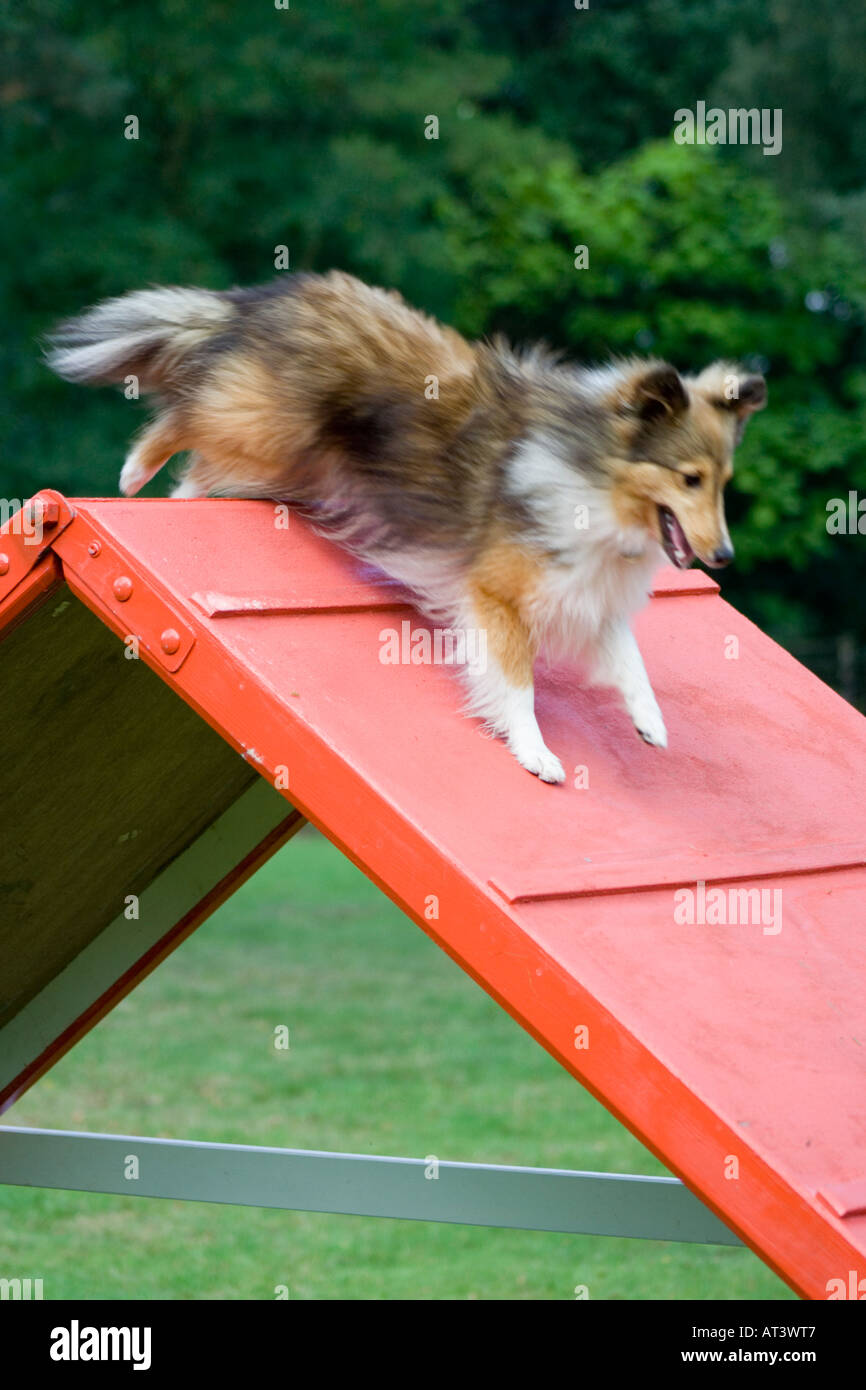 Shetland Sheepdog or Sheltie Racing over the top of the A Frame of a Dog Agility Course Stock Photo