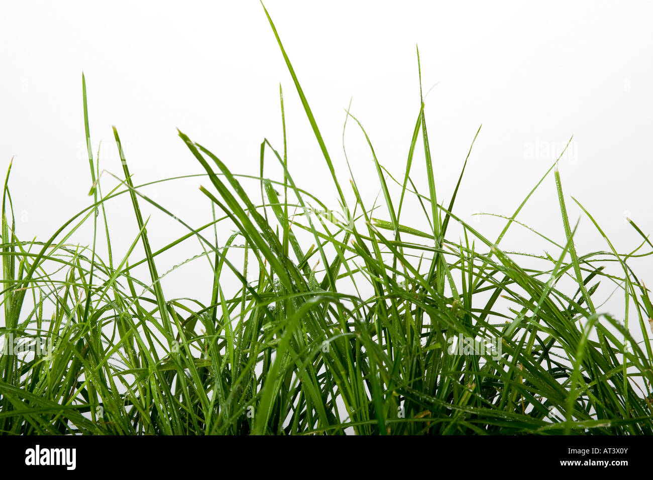 green grass detail on a white background Stock Photo - Alamy