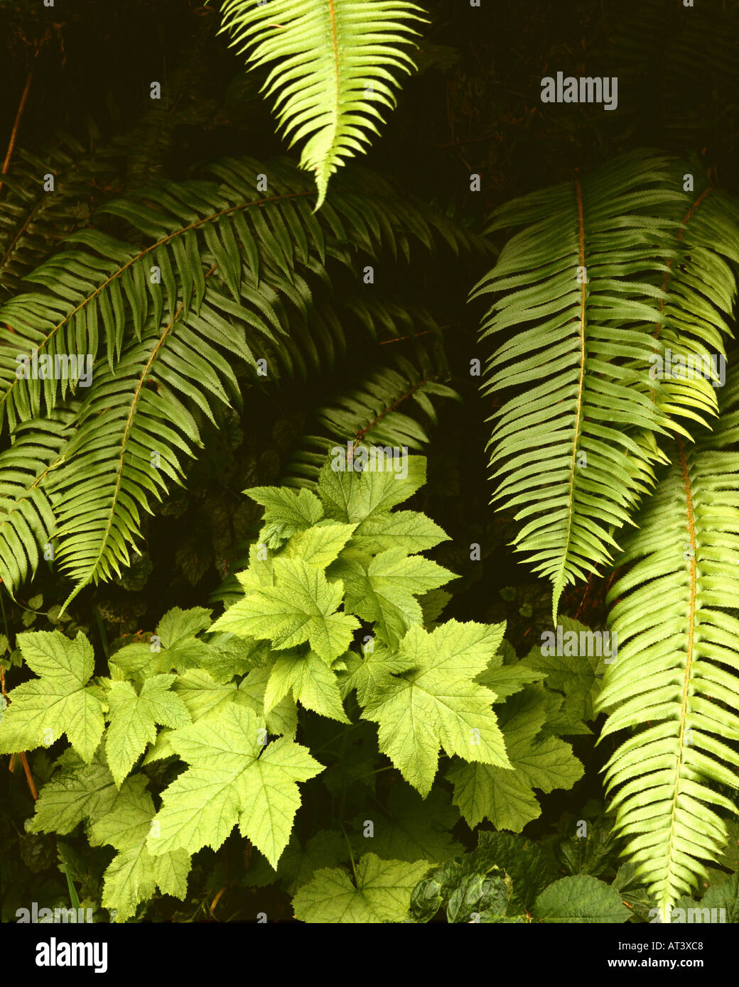 GB  - GLOUCESTERSHIRE:  Detail in the Forest of Dean Stock Photo