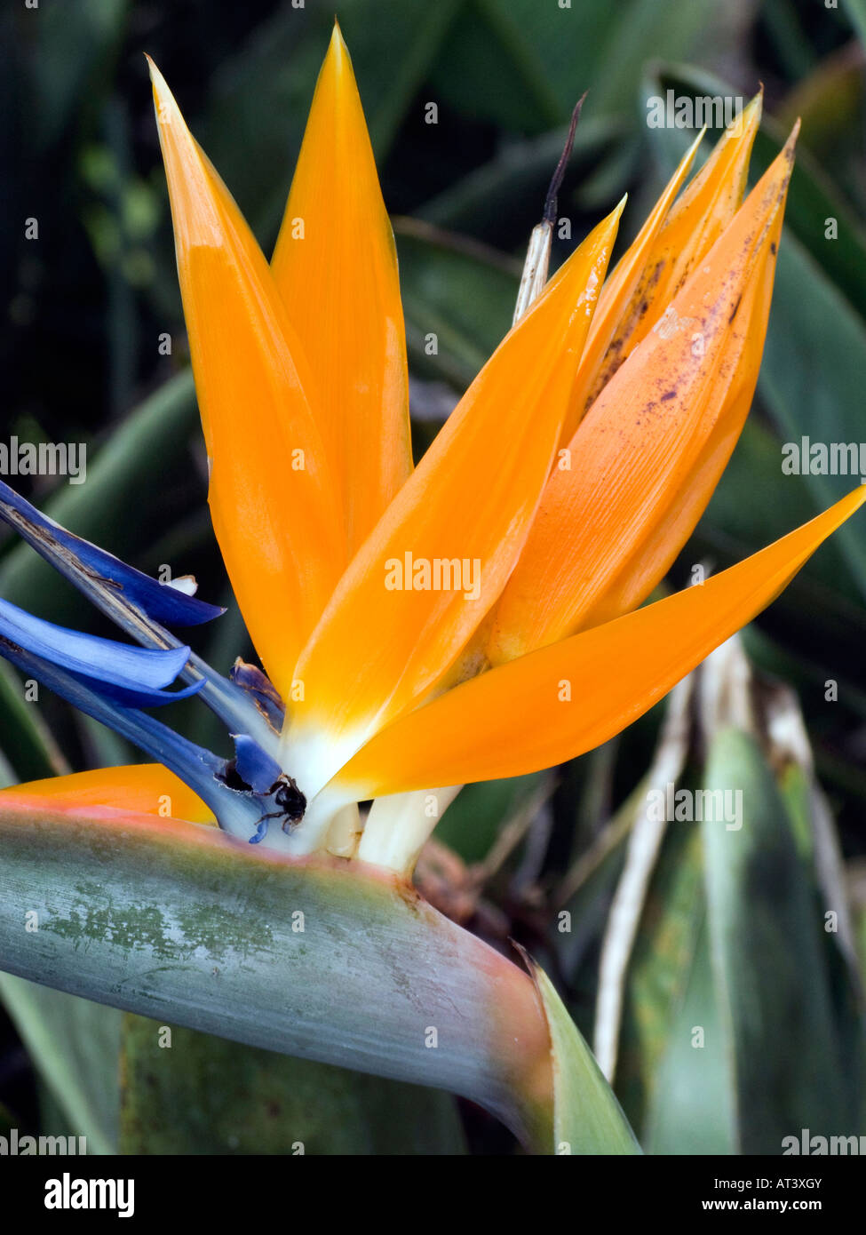 Costa Rica Cartago Lankester Botanical Gardens fly pollinating Bird of