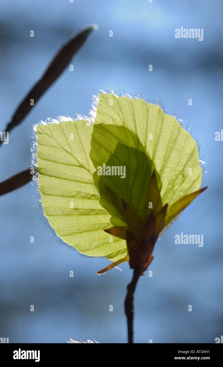 Beech leaves in Spring sunshine Epping Forest Essex England Stock Photo