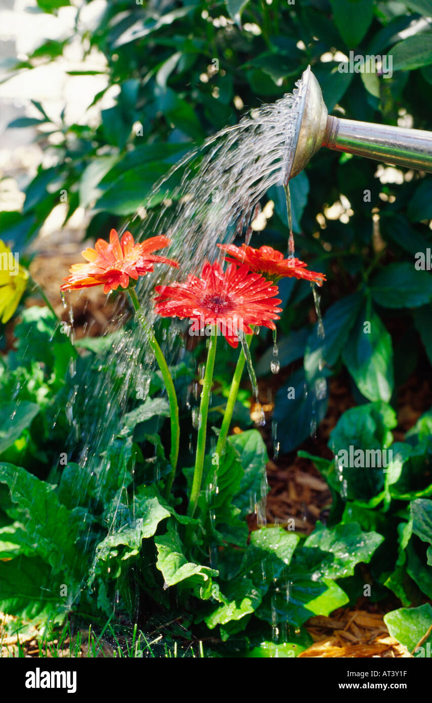Watering gerbera daisies in garden Stock Photo Alamy