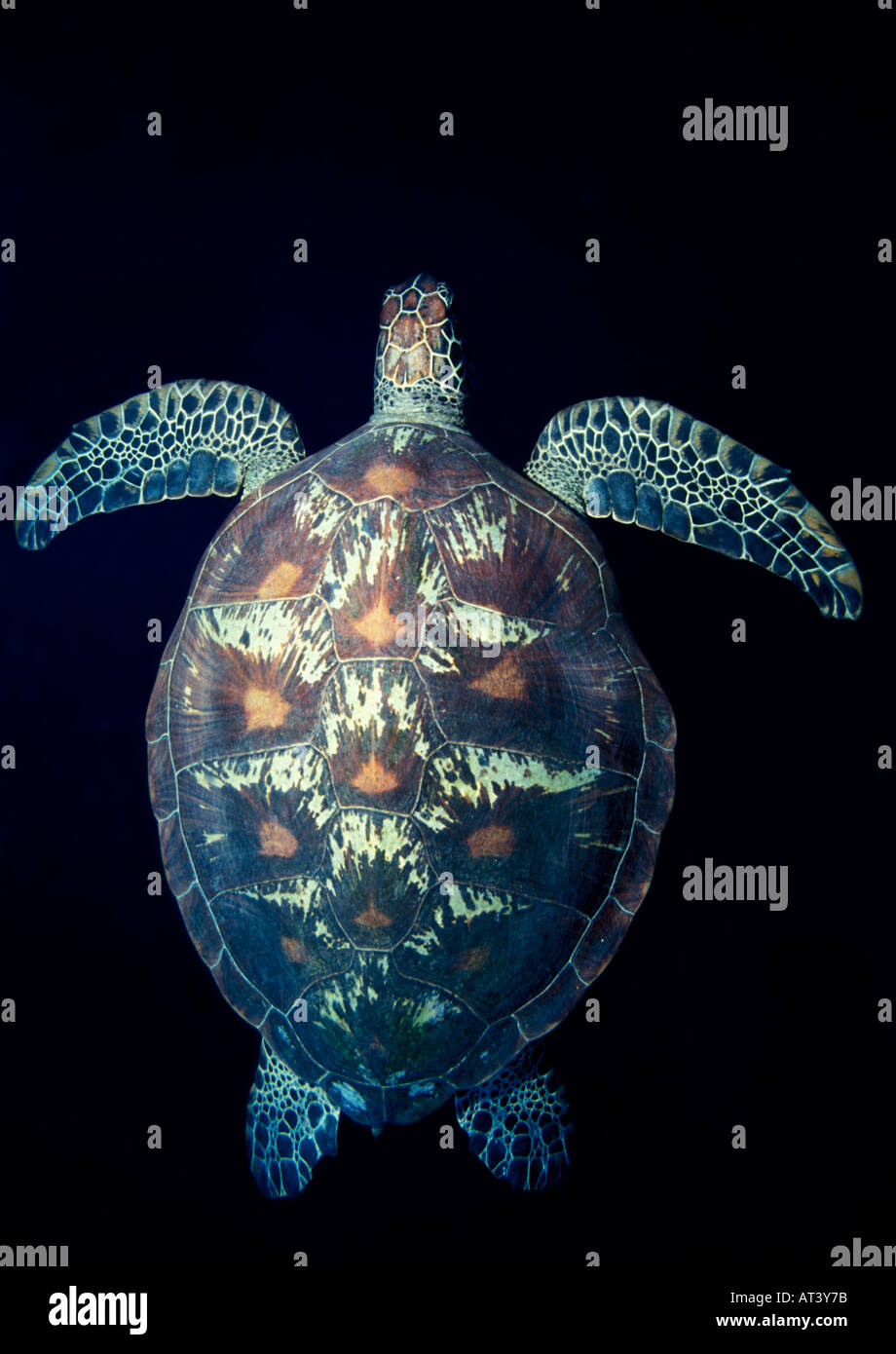 Hawksbill sea turtle shell from above hi-res stock photography and ...