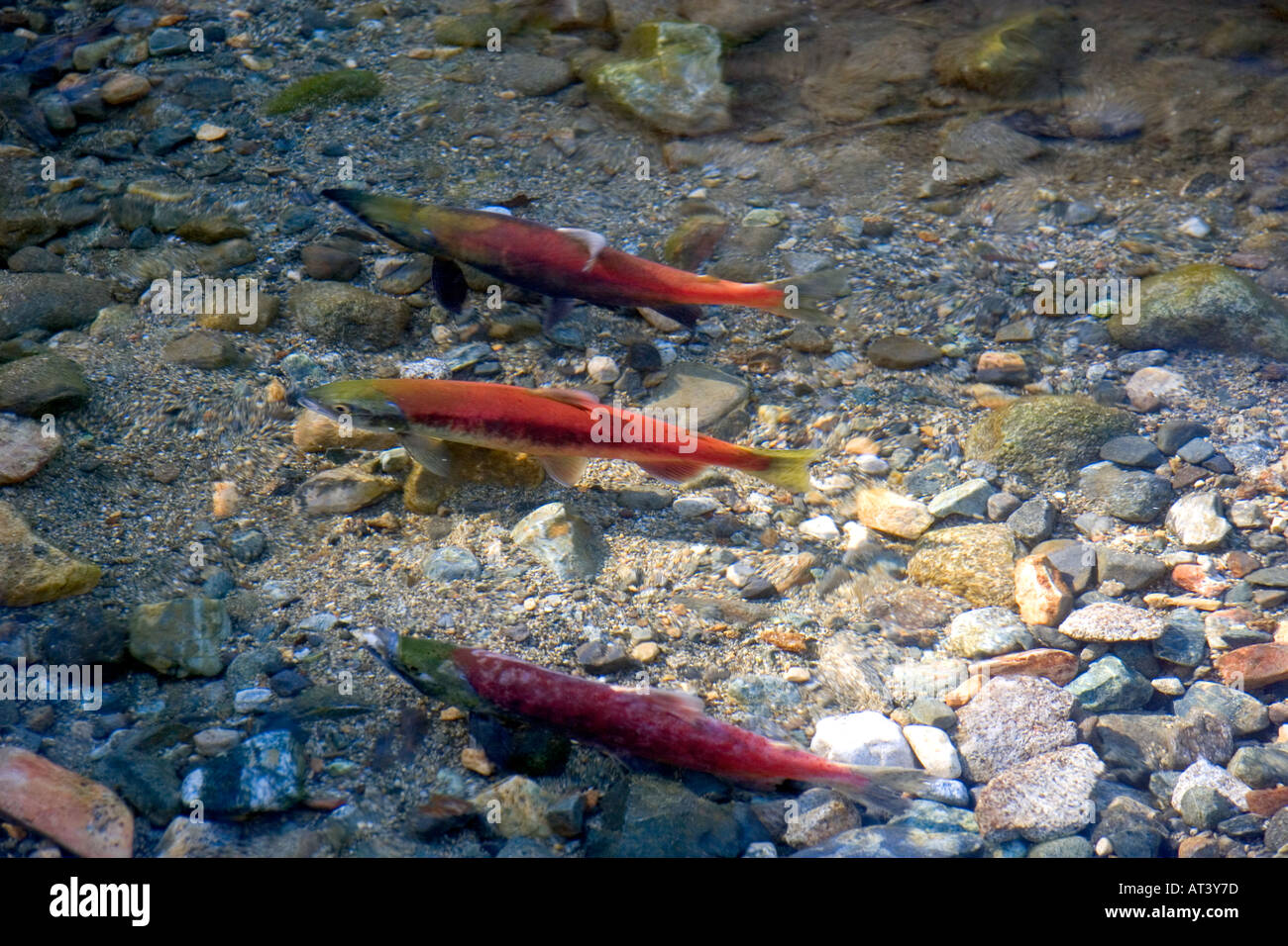 Spawning Kokanee salmon swim in a stream near Lake Tahoe in the Stock