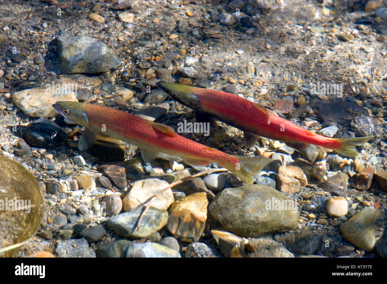 Spawning Kokanee salmon swim in a stream near Lake Tahoe in the Sierra