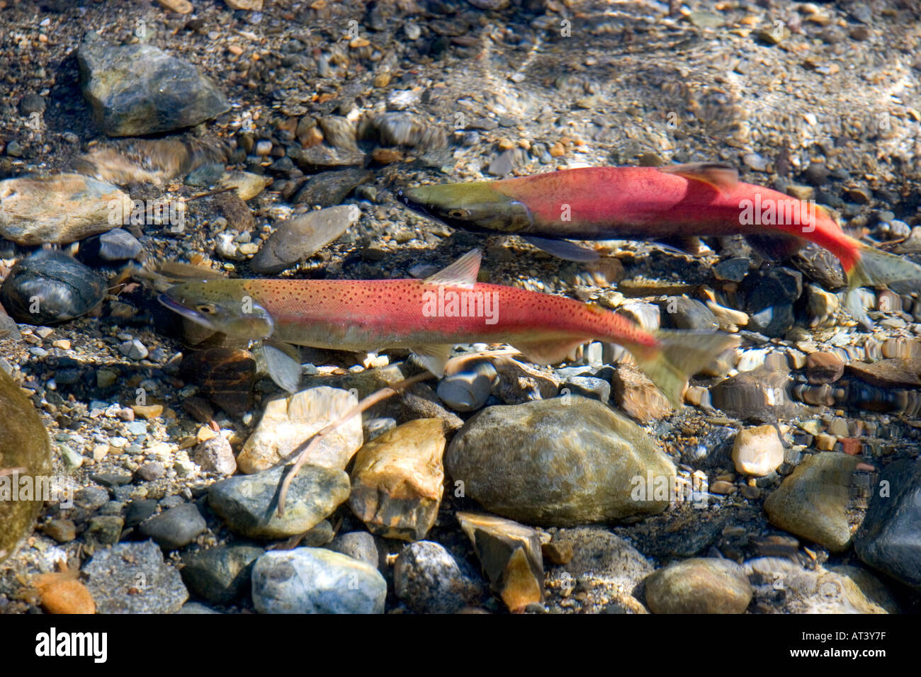 Spawning Kokanee salmon swim in a stream near Lake Tahoe in the Sierra