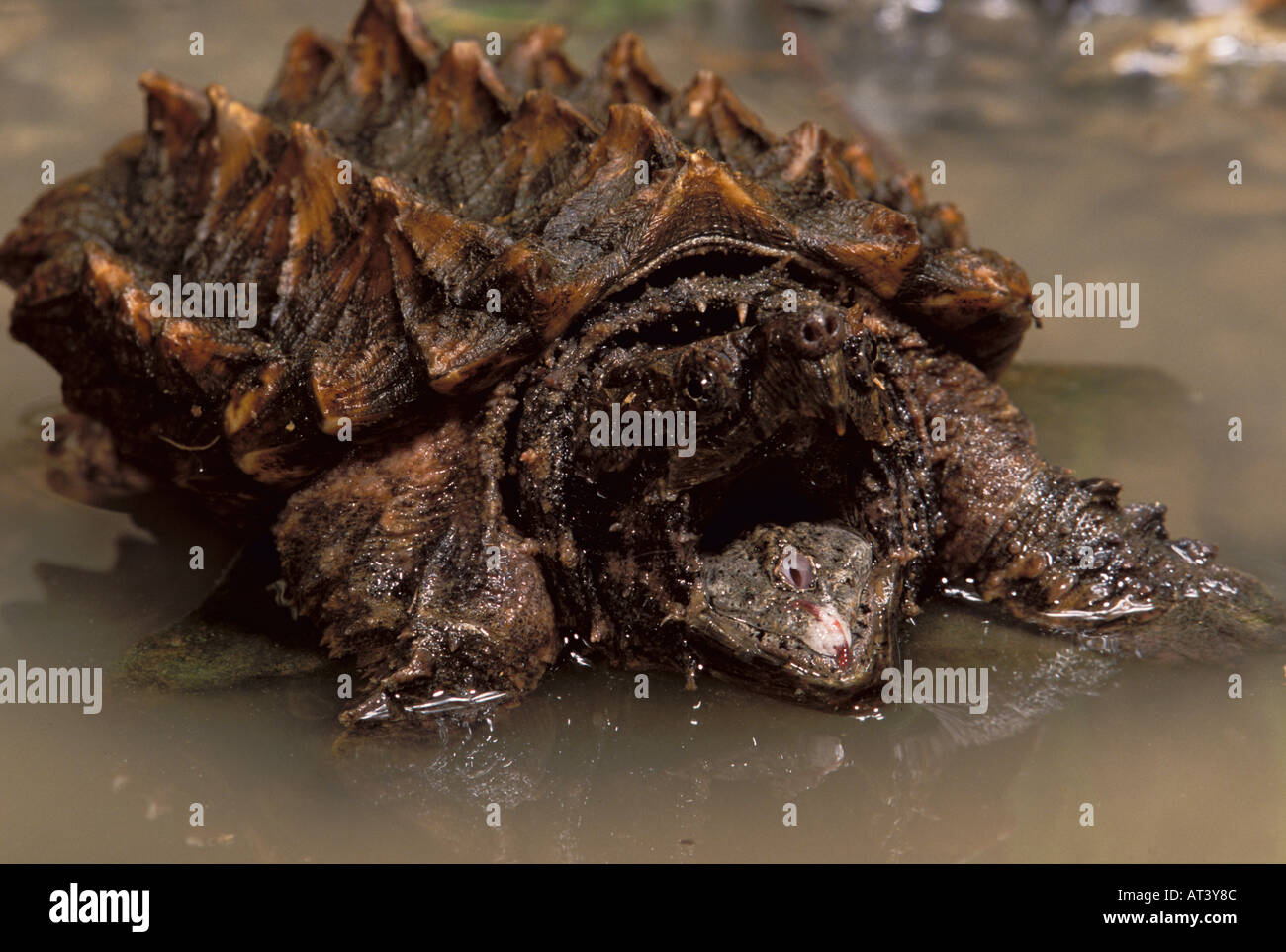 Alligator Snapping Turtle Macroclemys temminick Florida USA Stock Photo
