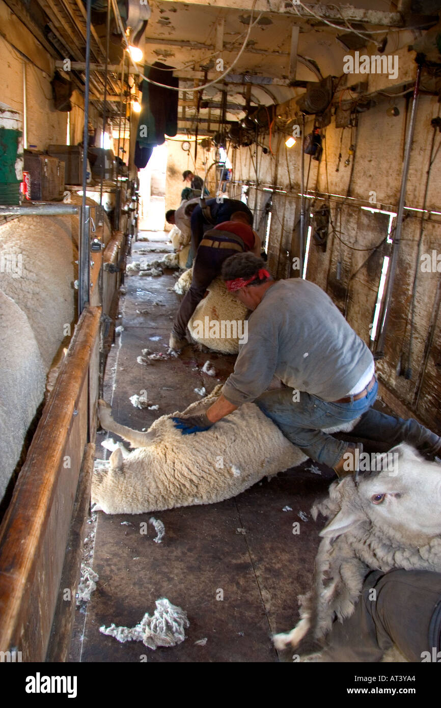 Expert sheep shearers remove the wool from sheep at a ranch in Camas