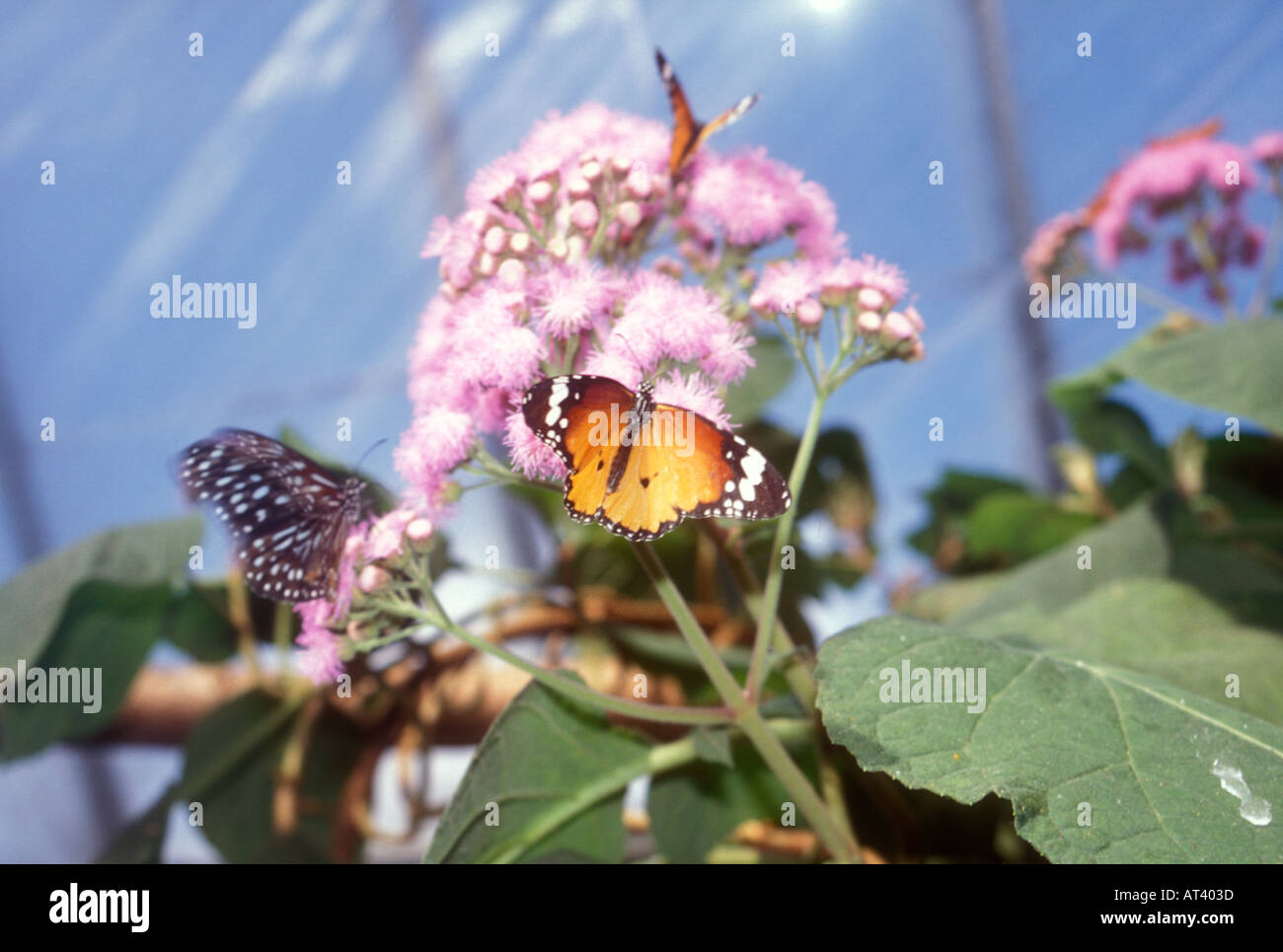 Butterflies at London Butterfly House Syon Park Brentford Middlesex