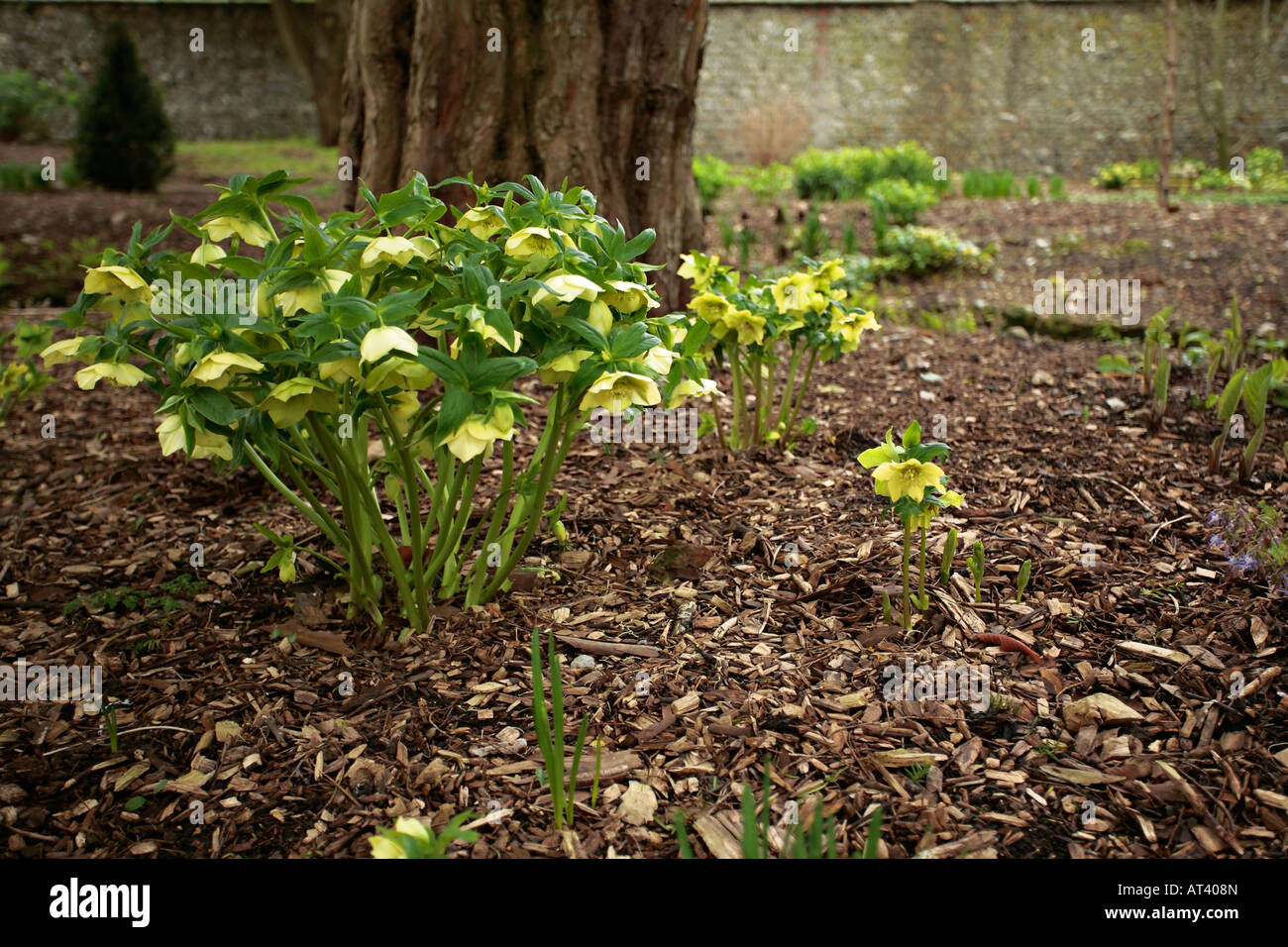 Pale yellow Hellebores (Helleborus orientalis) in bloom in garden in late winter/early Spring in Sussex, England, UK Stock Photo