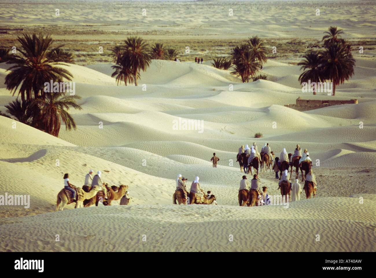 geography / travel, Tunisia, Douz, sand dunes, palms, palm ,landscape, landscapes, camel, caravan Stock Photo