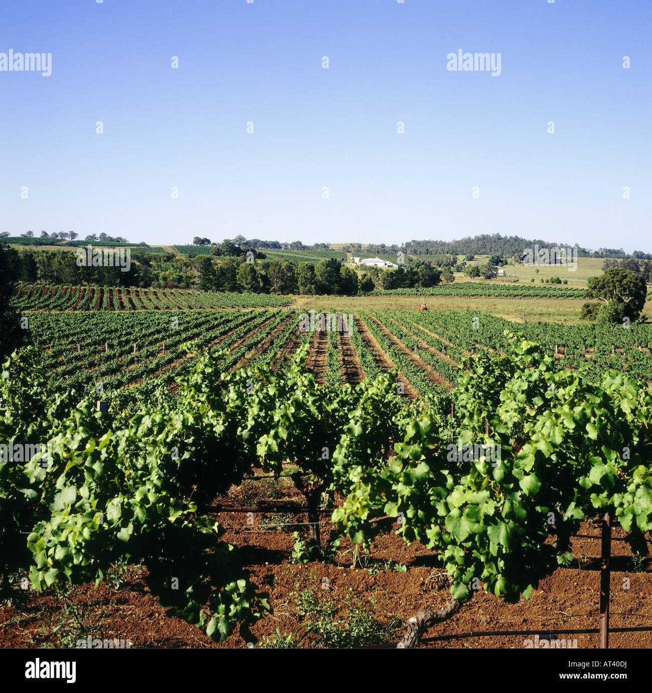 geography / travel, Australia, New South Wales, vine-growing area, Hunter Valley, wine Stock Photo