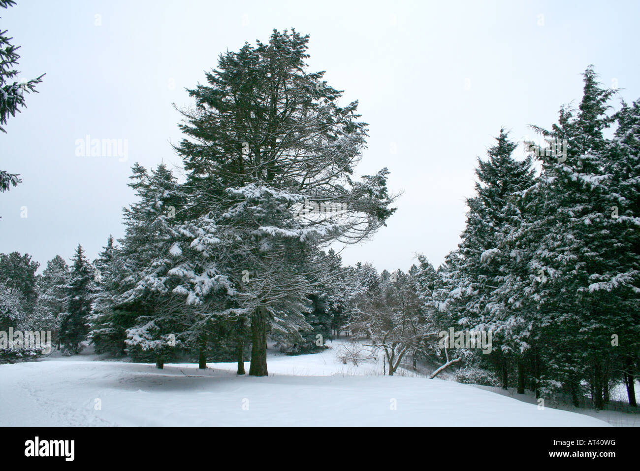 Winter landscape beautiful snow in the forest Stock Photo - Alamy